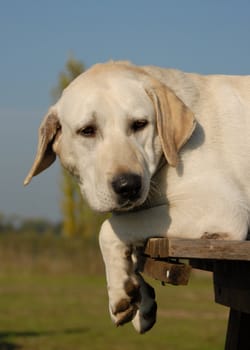 portrait of a young purebred labrador retriever

