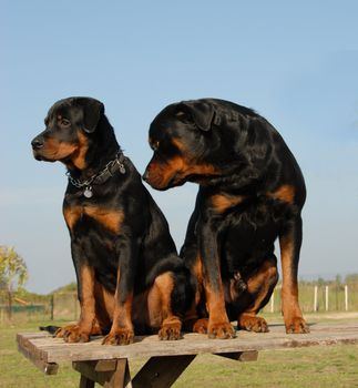 two beautiful purebred rottweiler: father and son

