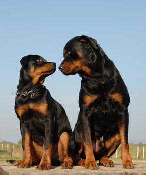 two beautiful purebred rottweiler: father and son

