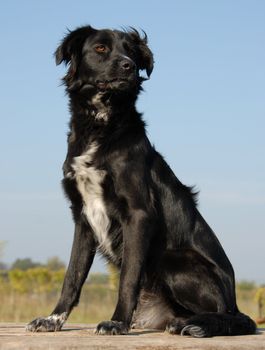 beautiful portrait of a purebred border collie
