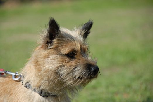 portrait of a puppy cairn terrier