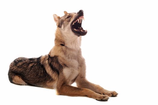 purebred Czechoslovakian Wolfdog angry, with a copy space