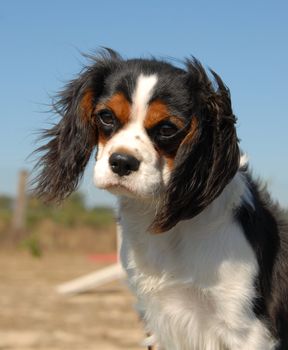 portrait of a beautiful cavalier king charles: cute little dog