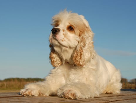 portrait of purebred american cocker laid down 