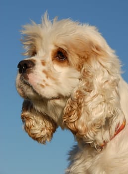 portrait of a beautiful purebred american cocker: cute hunting dog