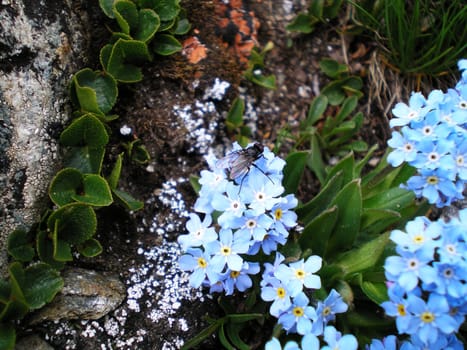 small blue flowers in mountain