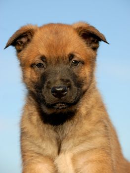 portrait of a young puppy purebred belgian shepherd malinois