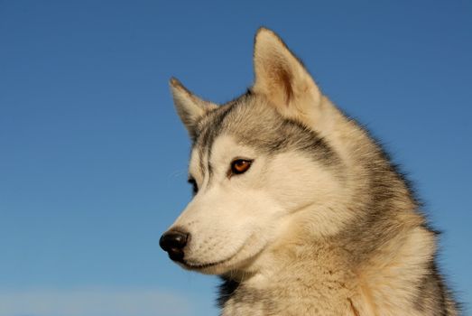 portrait of a beautiful purebred siberian husky on a blue sky