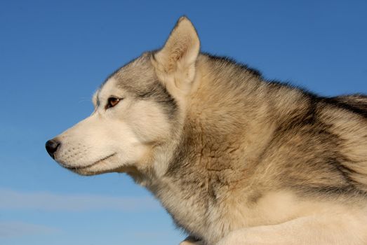 portrait of a beautiful purebred siberian husky