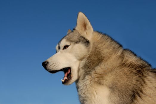 portrait of a beautiful purebred tired siberian husky