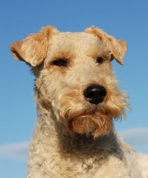 portrait of a purebred fox terrier on a blue sky