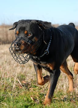 purebred rottweiler and his muzzle in a field