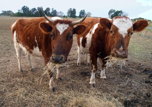 Two Ayrshire Cows Eating Hay. The older cow shows the genetic Pixie Ear defect found only in Ayrshires