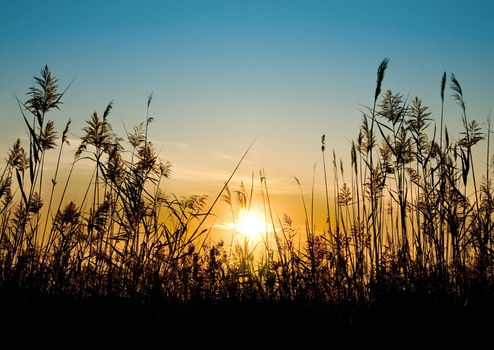 Reed against the sunset