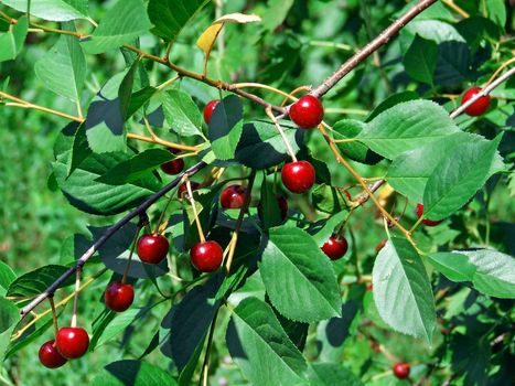 Cherries on branches