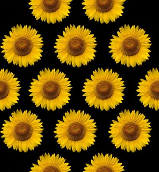 sunflower background