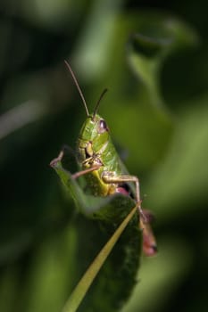 grasshoppers