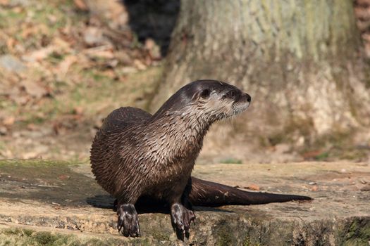 european otter on a rock