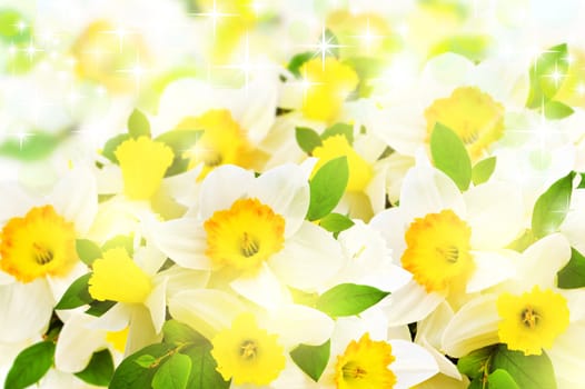 holiday narcissus flowers background with bokeh and stars