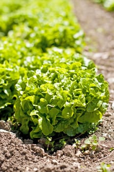 salad cultivation