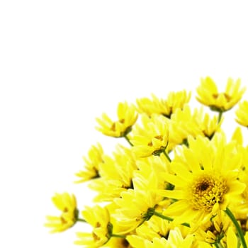 Bouquet of yellow chrysanthemum over white background