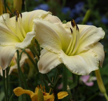 White flower in bloom during the summer