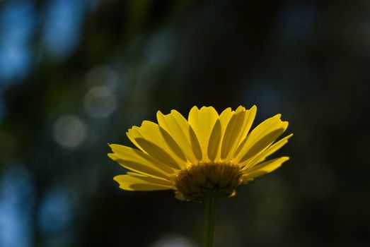 Anthemis tinctoria, or Golden Marguerite and Yellow Chamomile. Zakynthos Island, Geece.