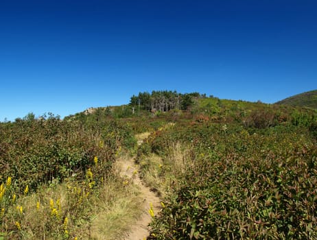 View along the Art Loeb Trail in the Shining Rock Area of the Pisgah Forest in North Carolina.