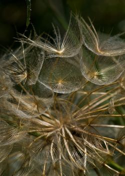 Closeup of a dandelion, Zakynthos Island, Geece.