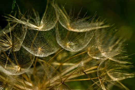 Closeup of a dandelion, Zakynthos Island, Geece.