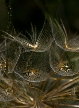 Closeup of a dandelion, Zakynthos Island, Geece.