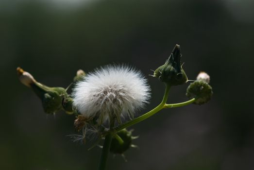 Closeup of a dandelion, Zakynthos Island, Geece.