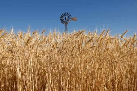 Wheat Grass in Farm Field with Windmill in Background