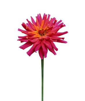 Red dahlia isolated on a white background