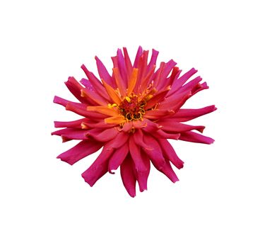 Red dahlia isolated on a white background