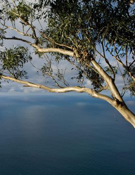 Seascape with eucalyptus tree, Quinta Grande on Madeira Island, Portugal.