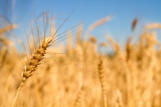 Wheat Grass in Farm Field Macro Background