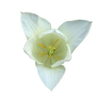 Tulip with clipping path