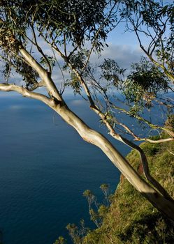 Seascape with eucalyptus tree, Quinta Grande on Madeira Island, Portugal.