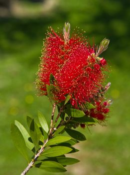 Bottlebrush (Callistemon) flowers and buds. Zakynthos Island, Greece.