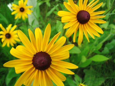 Rudbeckia