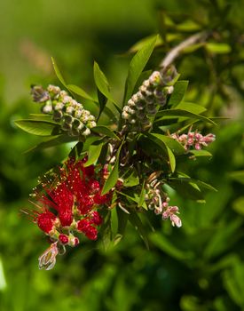 Bottlebrush (Callistemon) flowers and buds. Zakynthos Island, Greece.