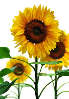 Sunflowers, isolated on white background