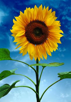Sunflower on background sky