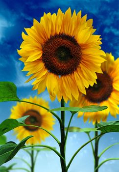 Sunflowers on background sky