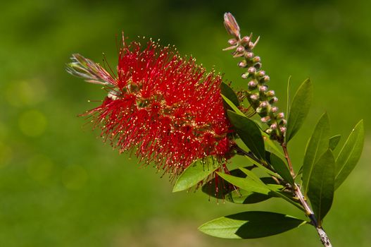 Bottlebrush (Callistemon) flowers and buds. Zakynthos Island, Greece.