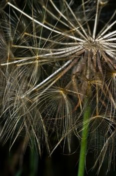 Closeup of a dandelion, Zakynthos Island, Geece.