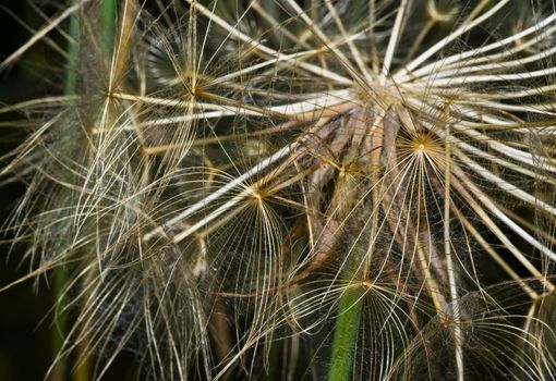 Closeup of a dandelion, Zakynthos Island, Geece.