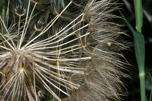 Closeup of a dandelion, Zakynthos Island, Geece.