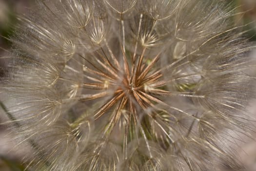 Dandelion Weed Wild Flower Seed Macro Background